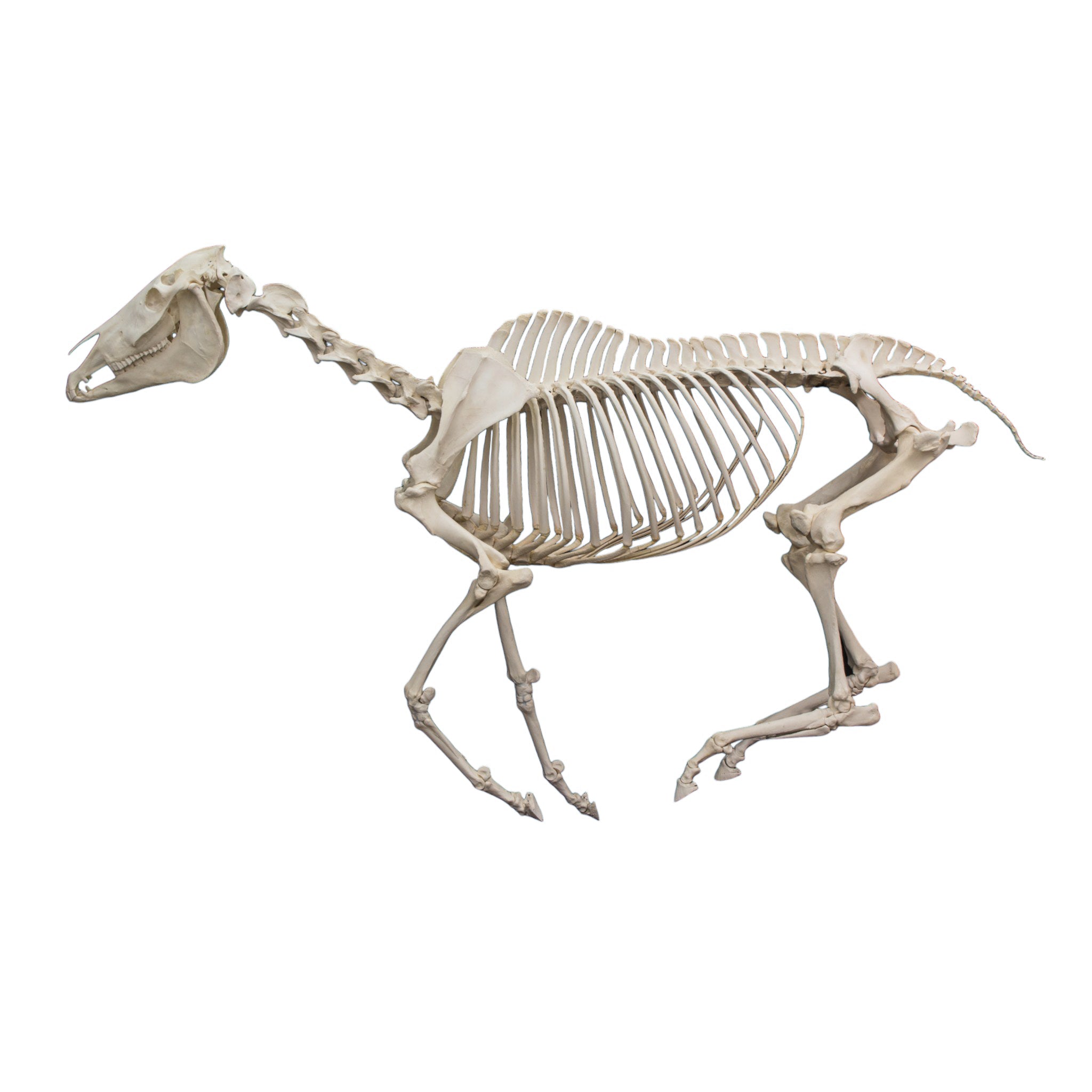 Realistic Articulated Horse Skeleton Model - Anatomically Accurate Educational Display for Veterinary Students, Science Classrooms & Halloween Decor