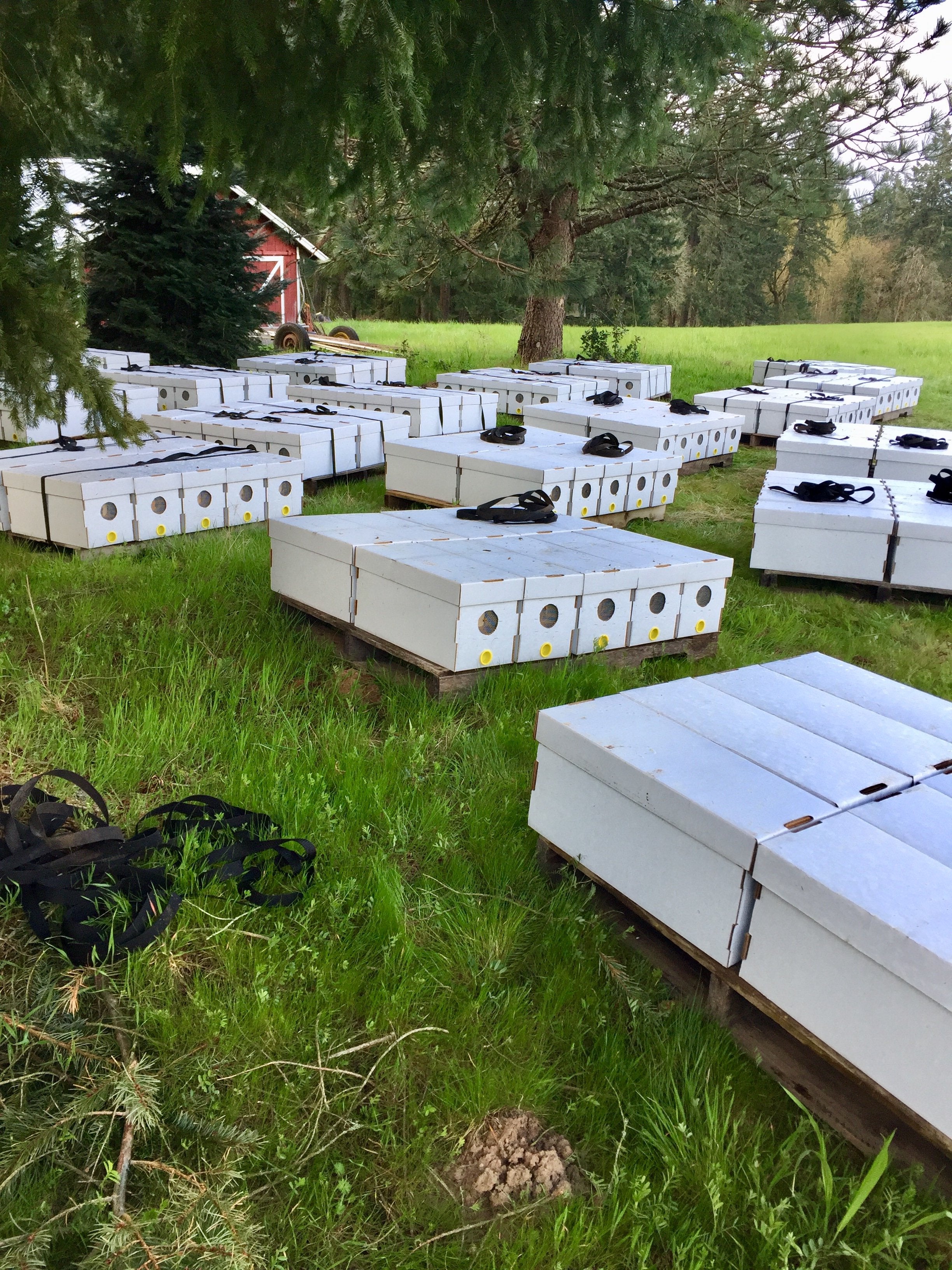 Nucleus Hive Colony 2025 - Premium Beehive Starter Kit for Beekeeping Beginners | Perfect for Backyard Apiaries, Honey Production & Pollination