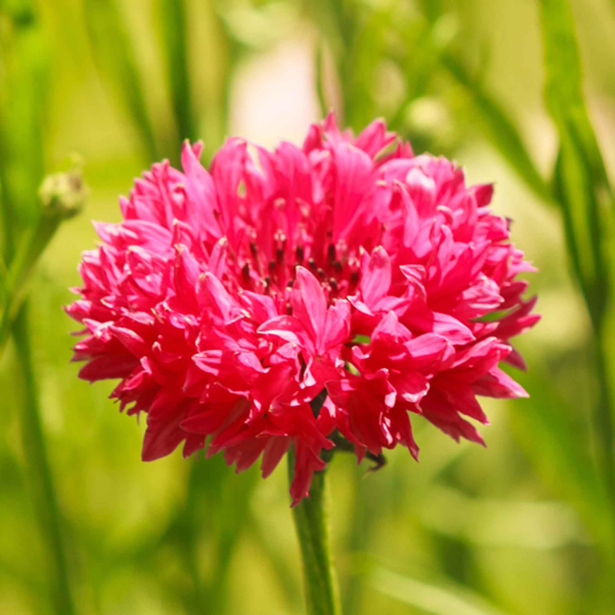 Eden Brothers Tall Red Cornflower Bachelor Button Seeds - Premium Flower Seeds for Garden, Bouquets & Landscaping | Attracts Pollinators & Adds Vibrant Color to Your Outdoor Space