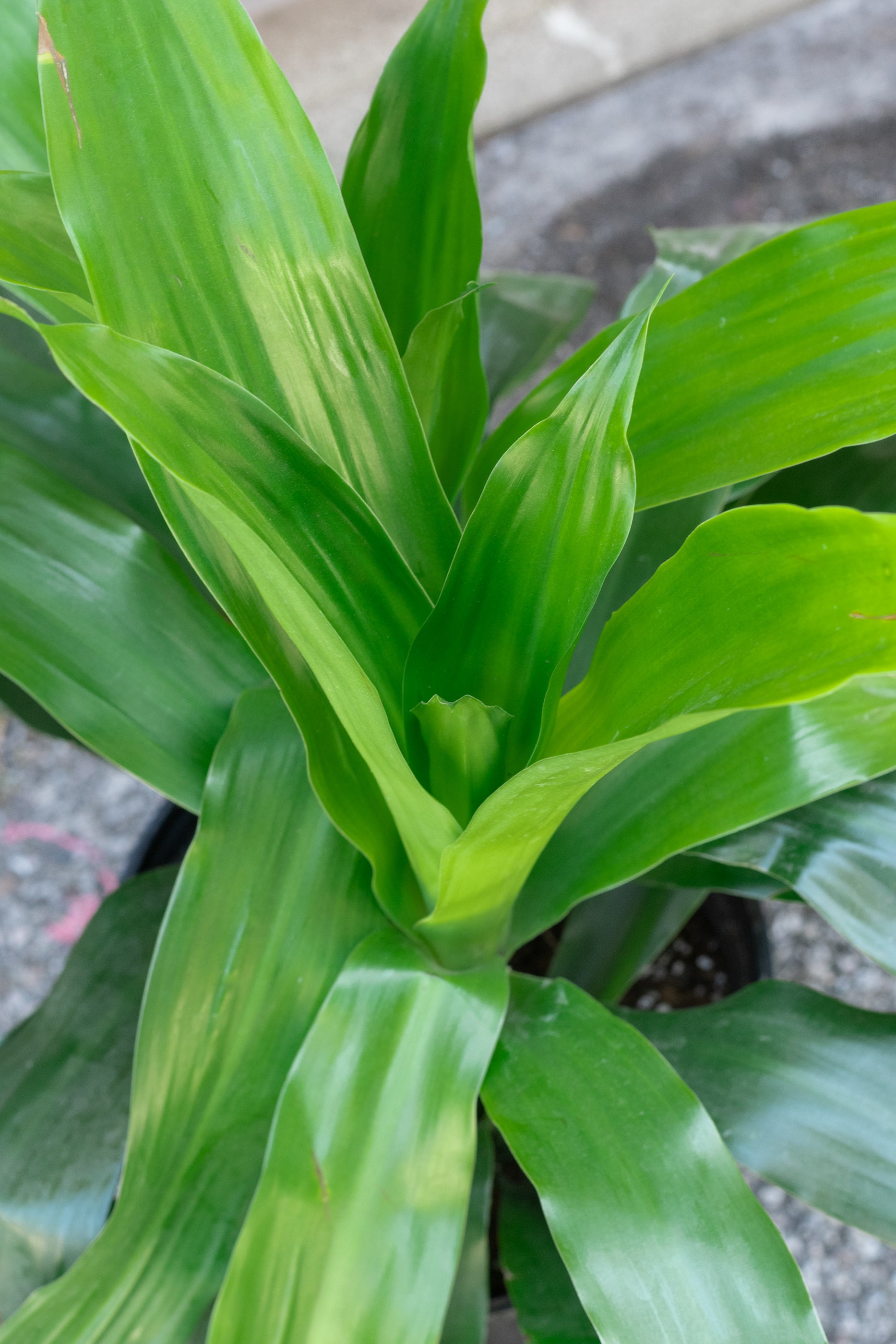 Dracaena 'Janet Craig' 8