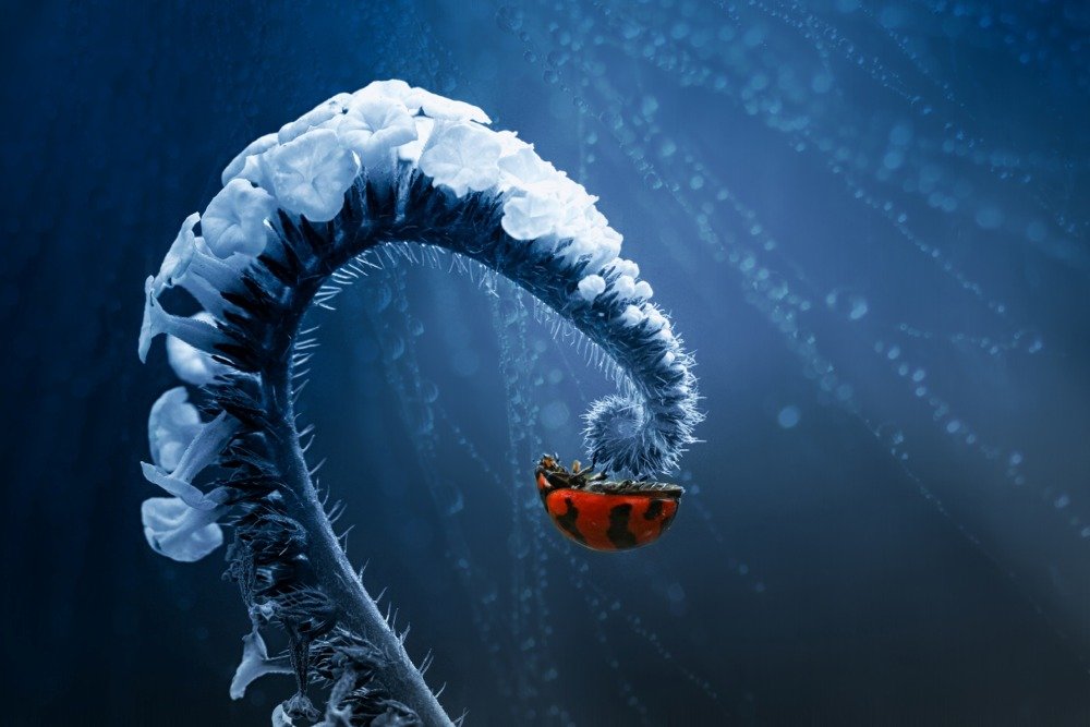 Ladybug on Frozen Fern 85087 - Signed 24x36 Master Art Print | Nature Wall Decor Poster for Living Room, Bedroom & Office