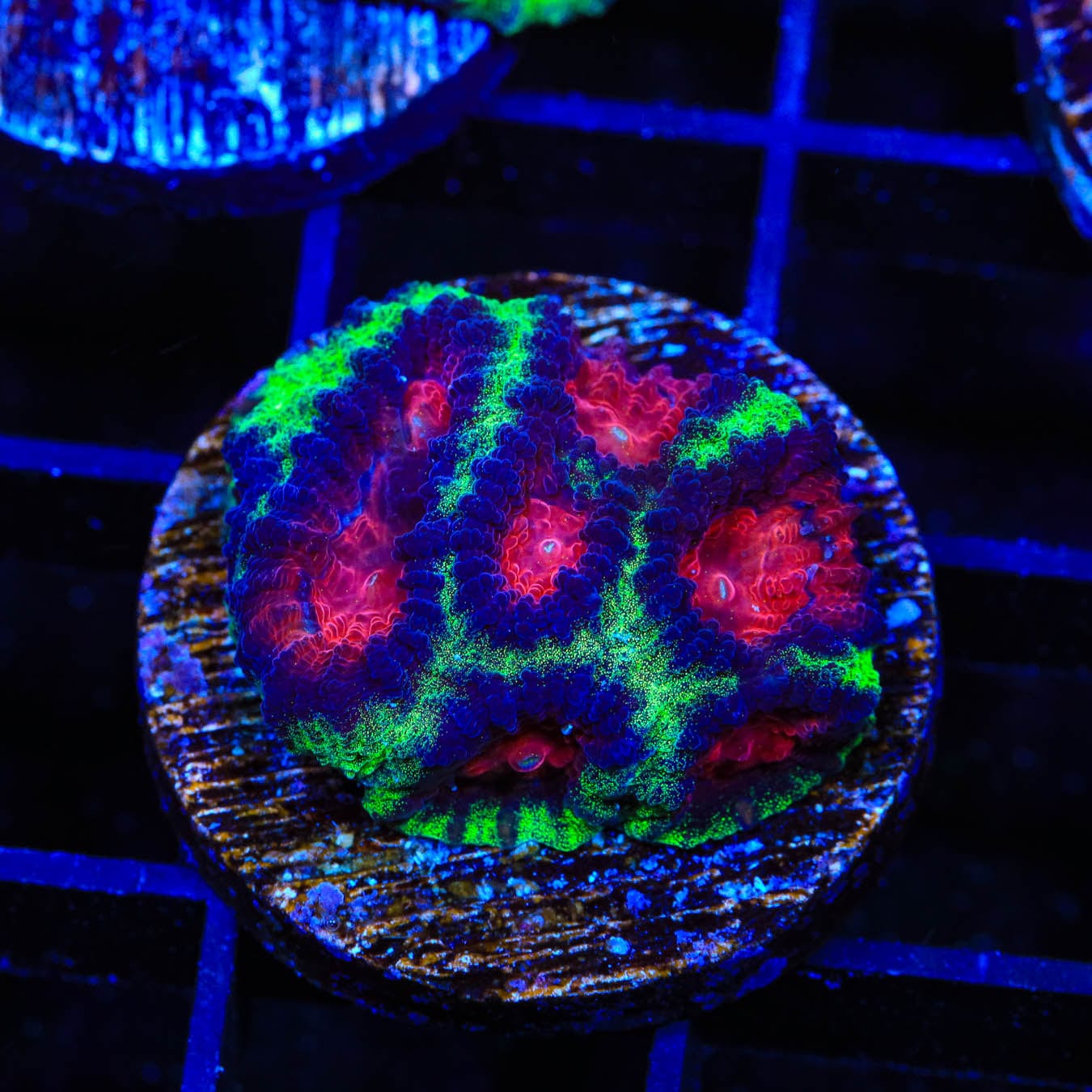 Christmas Favia Coral for Saltwater Aquariums | Vibrant Coral for Reef Tanks & Marine Displays | Perfect for Holiday Aquascaping & Coral Frags