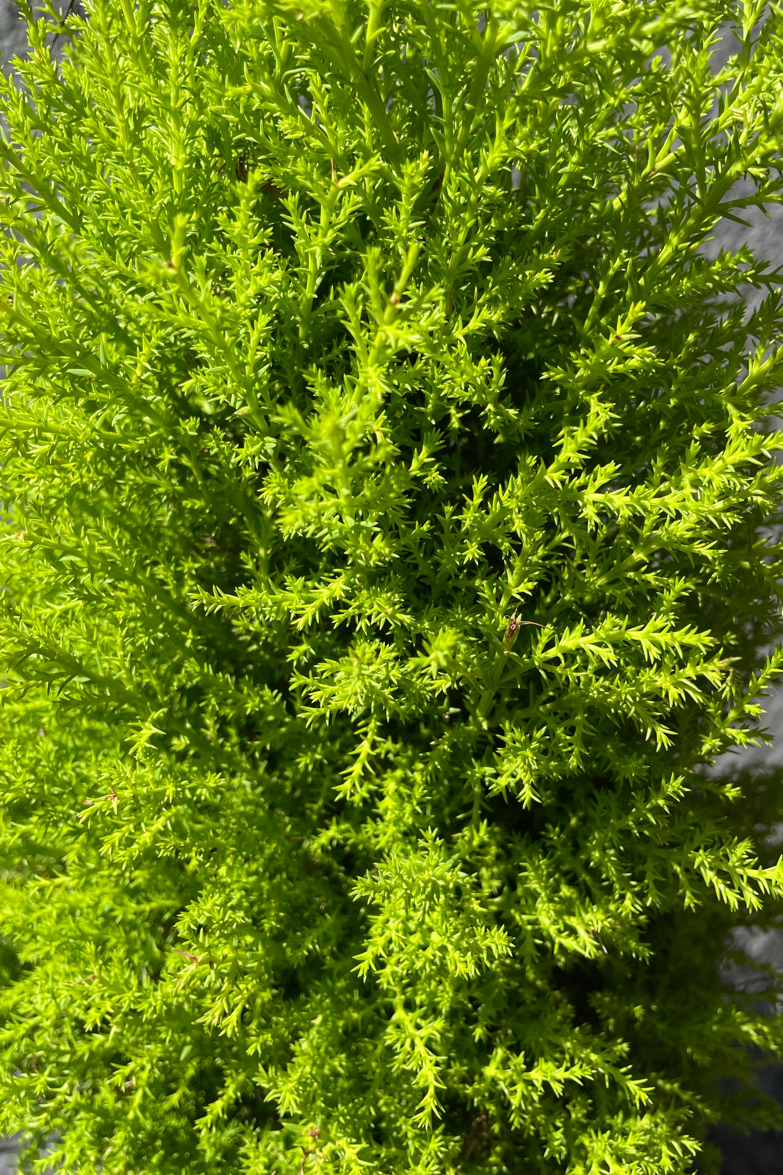 Premium Cypress 'Gold Crest' 6-Pack - Fast-Growing Evergreen Hedge Plants for Privacy Screening & Landscaping | Perfect for Garden Borders, Windbreaks & Container Gardening