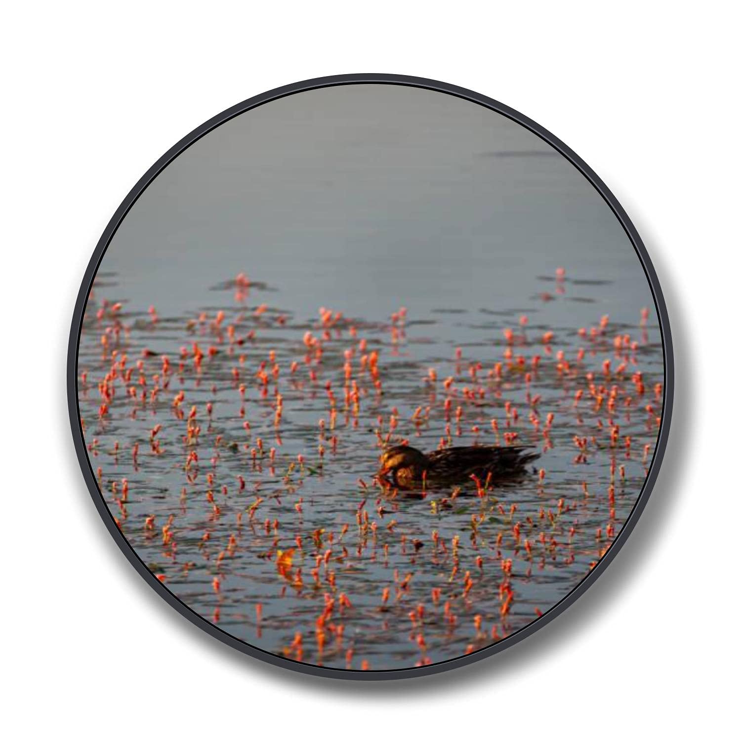 Round Framed Canvas Wall Art - Mallard Duck Sunset Painting - Ready to Hang 32 Inch Black Frame - Perfect for Bedroom & Living Room Decor - Ideal for Farmhouse, Coastal, or Nature-Themed Home Interiors