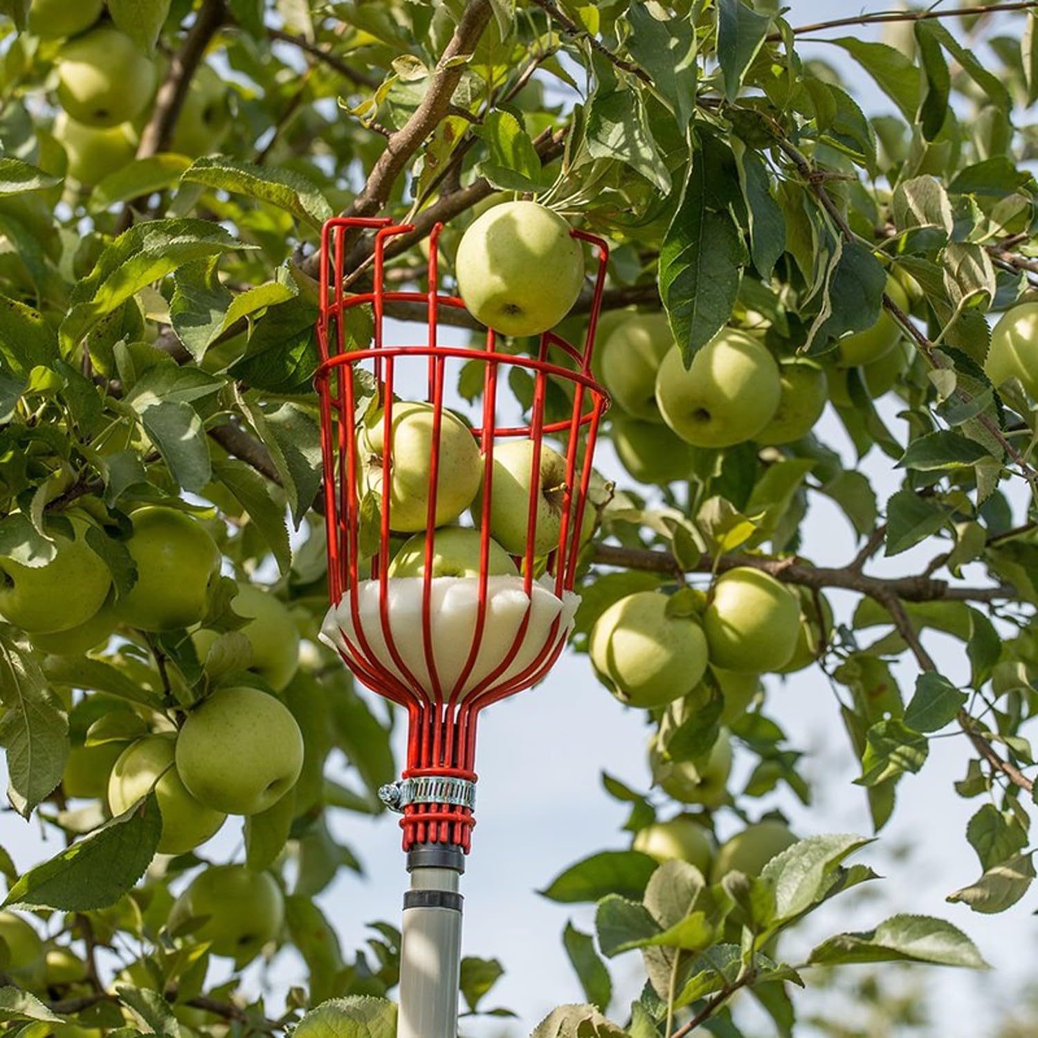Premium Fruit Picker Tool - Extendable Stainless Steel Fruit Harvesting Pole with Basket for Apples, Pears & Oranges - Ideal for Home Garden, Orchard Harvesting & Farm Use