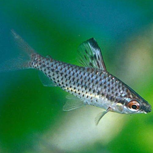 Spotted Headstander (Chilodus punctatus) - Unique Freshwater Aquarium Fish for Planted Tanks & Community Aquariums
