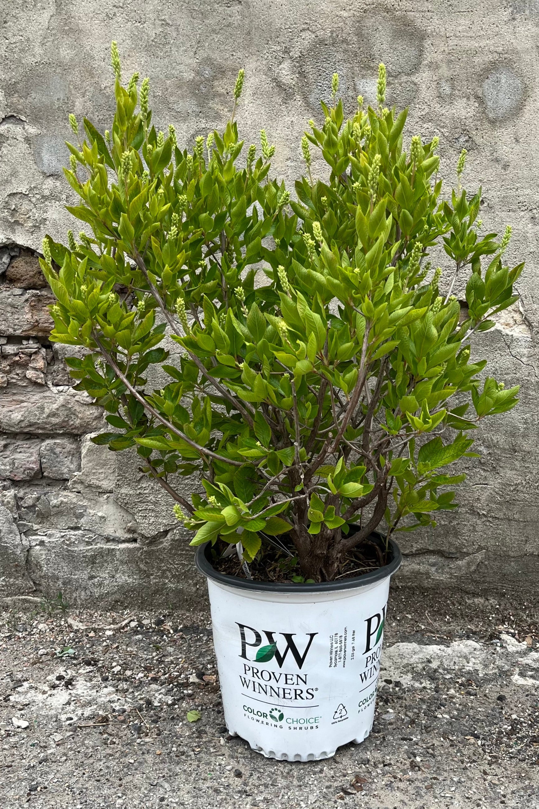 Clethra alnifolia 'Caleb Vanilla Spice' #2 Container - Fragrant Summersweet Shrub for Pollinator Gardens & Wetland Landscaping