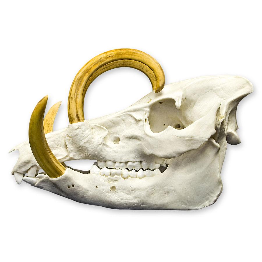 Authentic Replica Babirusa Skull - High-Quality Decorative Animal Skull for Home Decor, Gothic Display, and Halloween Props - Perfect for Taxidermy Collectors and Oddity Lovers
