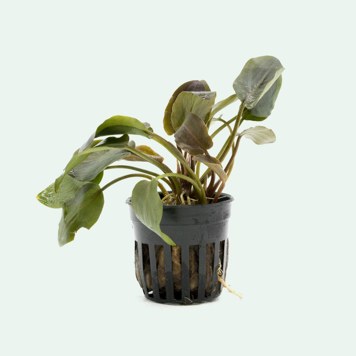 Lagenandra Meeboldii Red - Rare Aquatic Plant for Aquariums & Fish Tanks | Perfect for Aquascaping, Water Gardens & Home Decor