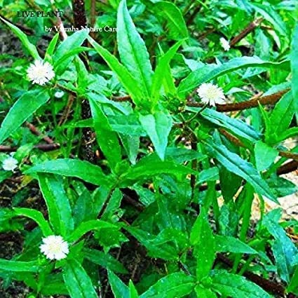 UGANIO PLANT Bhringraj Plant (Eclipta Alba) - Natural Ayurvedic Herb for Hair Growth & Skin Care | Perfect for Home Garden, Herbal Remedies & Ayurvedic Treatments