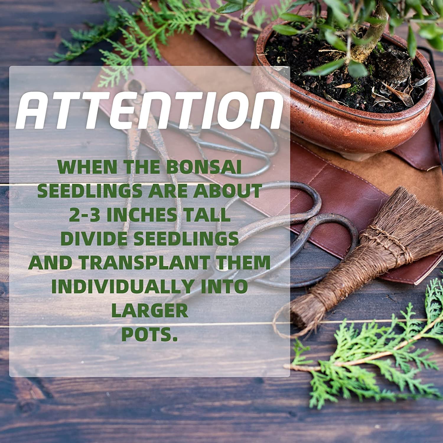 Bonsai Tree Kit - Complete Indoor Growing Tools for Home Gardening & DIY Gifts | Perfect for Beginners & Adults