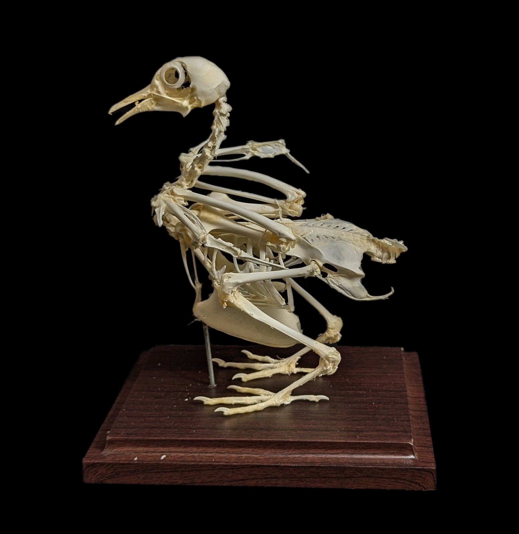 Articulated Pigeon Skeleton - Realistic Bird Anatomy Model for Science Education, Halloween Decor & Gothic Display - Perfect for Classrooms, Labs & Dark Aesthetic Home Decor