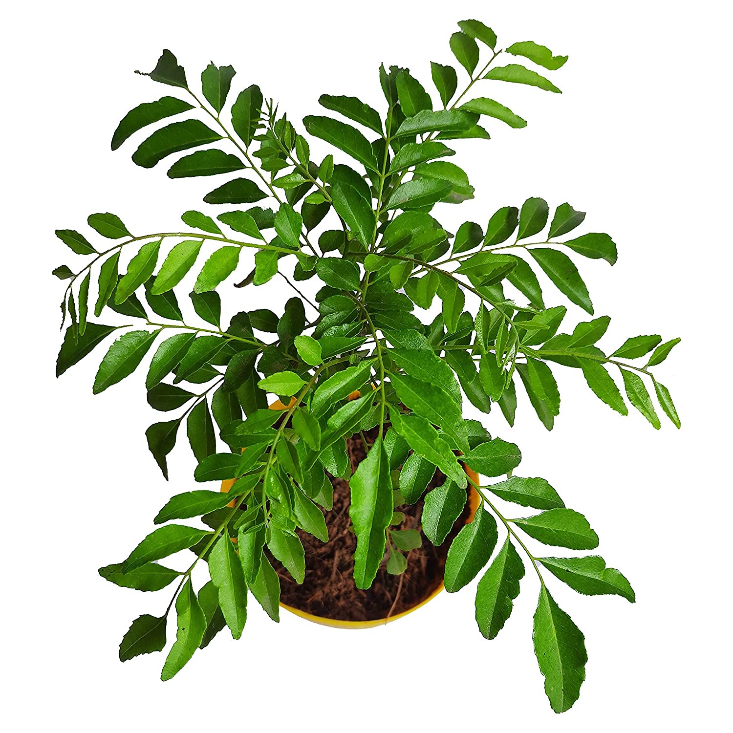 Rare Dwarf Bushy Curry Leaves Plant (Murraya koenigii) - 1 Healthy Live Seedling | Fresh Curry Patta for Indian Cooking, Home Gardening & Organic Herbs