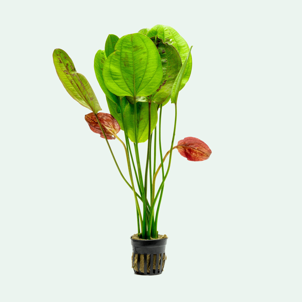 Echinodorus Yellow Sun Aquatic Plant - Live Freshwater Aquarium Plant for Fish Tanks, Ponds & Aquascaping - Easy to Grow & Low Maintenance