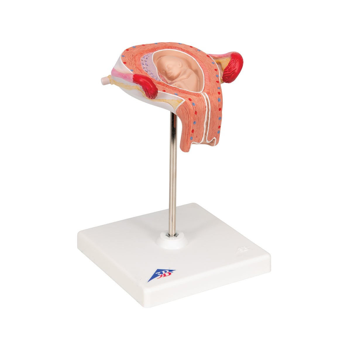 3-Month Fetal Development Model - Realistic Baby Fetus Anatomy for Medical Education & Pregnancy Awareness | Perfect for Doctors, Students & Expecting Parents
