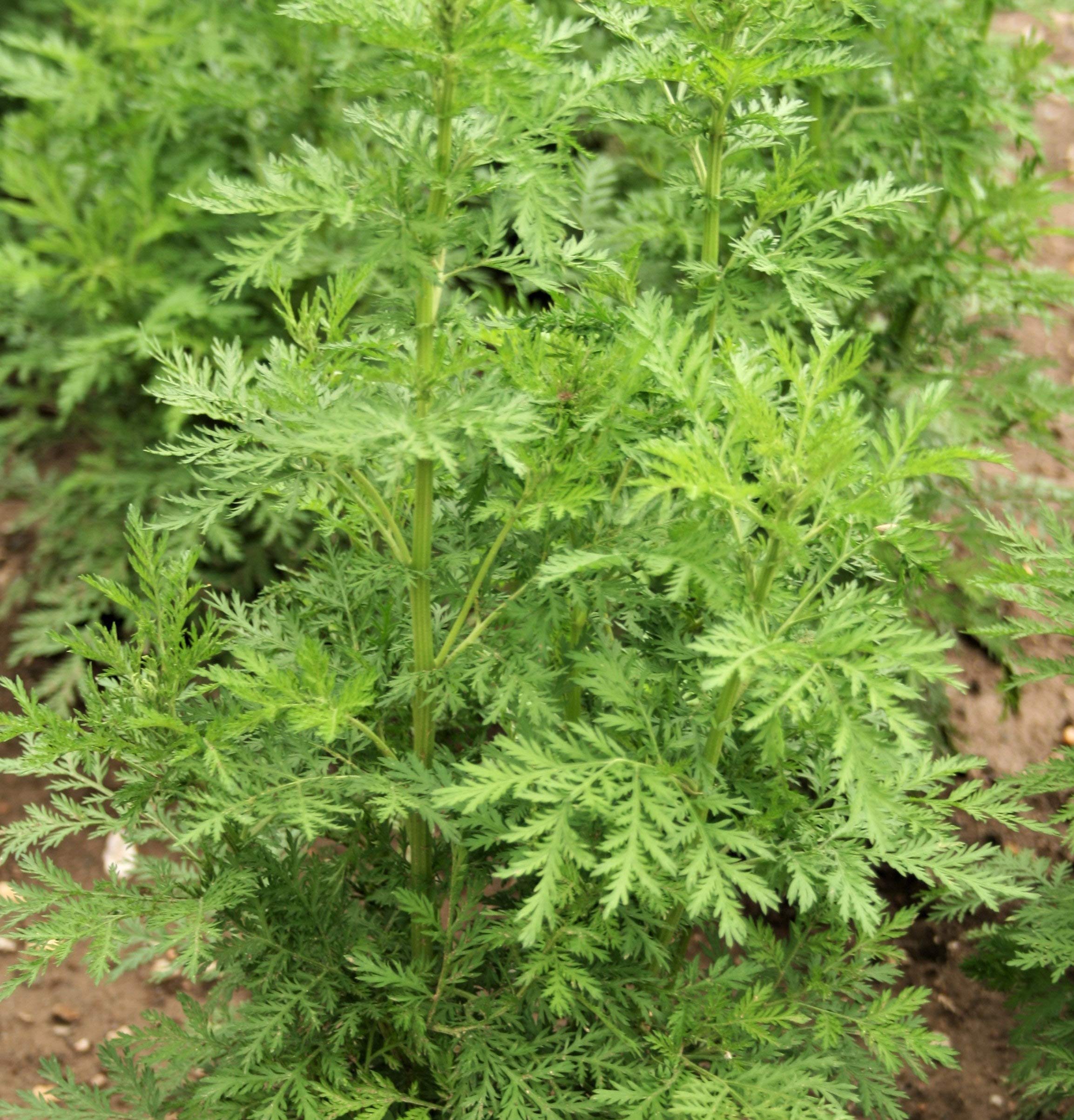 1000 Sweet Wormwood (Artemisia Annua) Seeds - Sweet Annie, Mugwort, Sagewort Fragrant Herb for Tea, Aromatherapy & Garden Planting (ILR Certified) - Perfect for Herbal Remedies, DIY Crafts & Landscaping