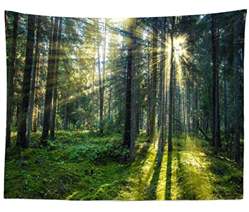 T-Forest-20