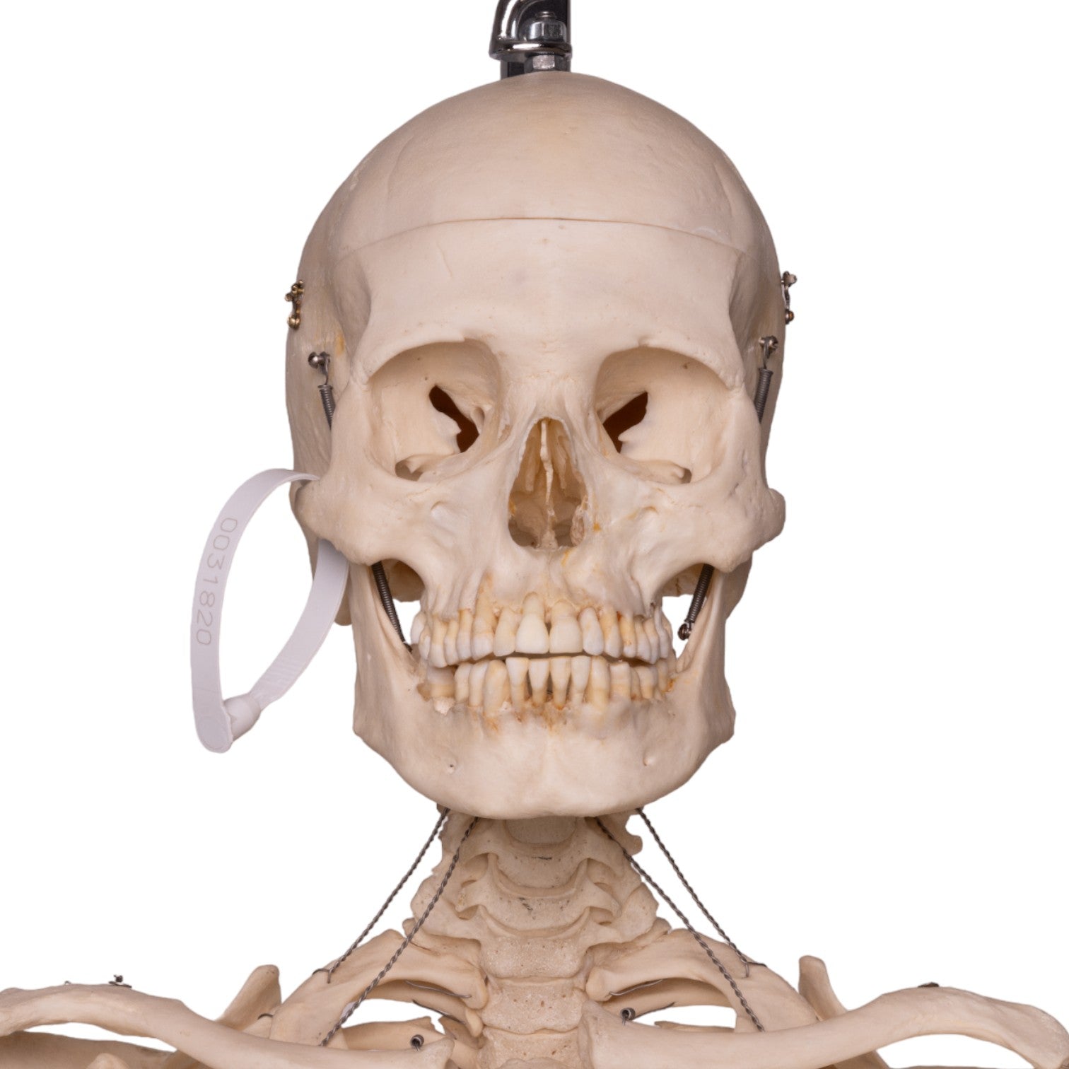 Articulated Real Human Skeleton Model - Perfect for Medical Education, Anatomy Study & Halloween Decor