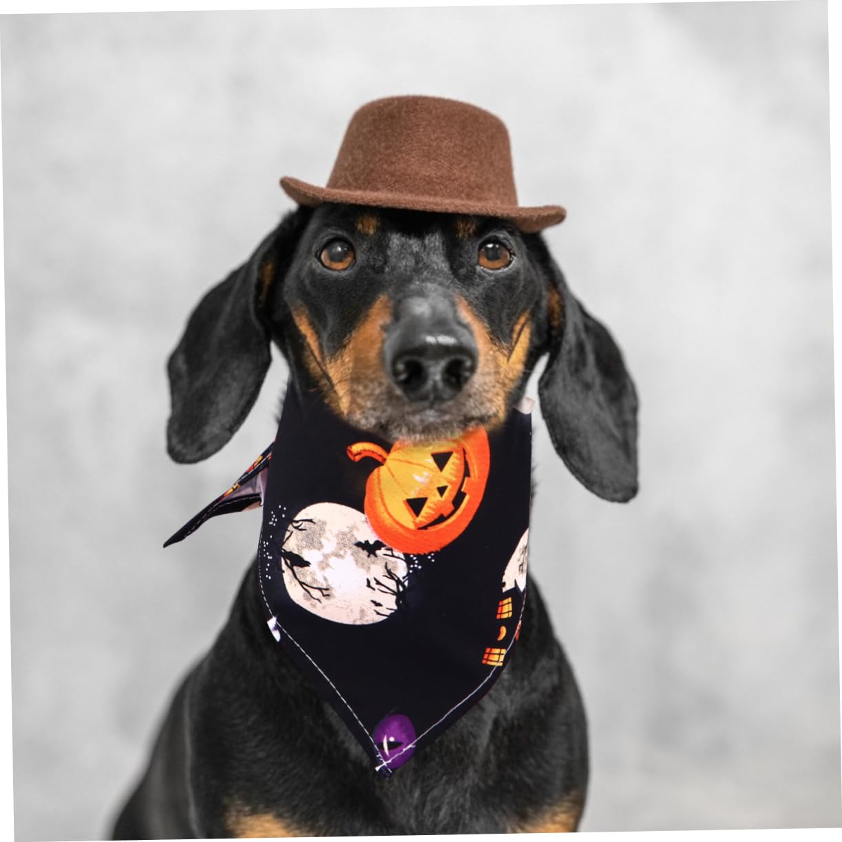 6 Pcs Halloween Pet Bandanas - Custom Triangle Scarf for Dogs, Witch Bibs with Pearlescent Lip Gloss Design | Perfect for Halloween Costumes, Pet Parties & Photo Shoots