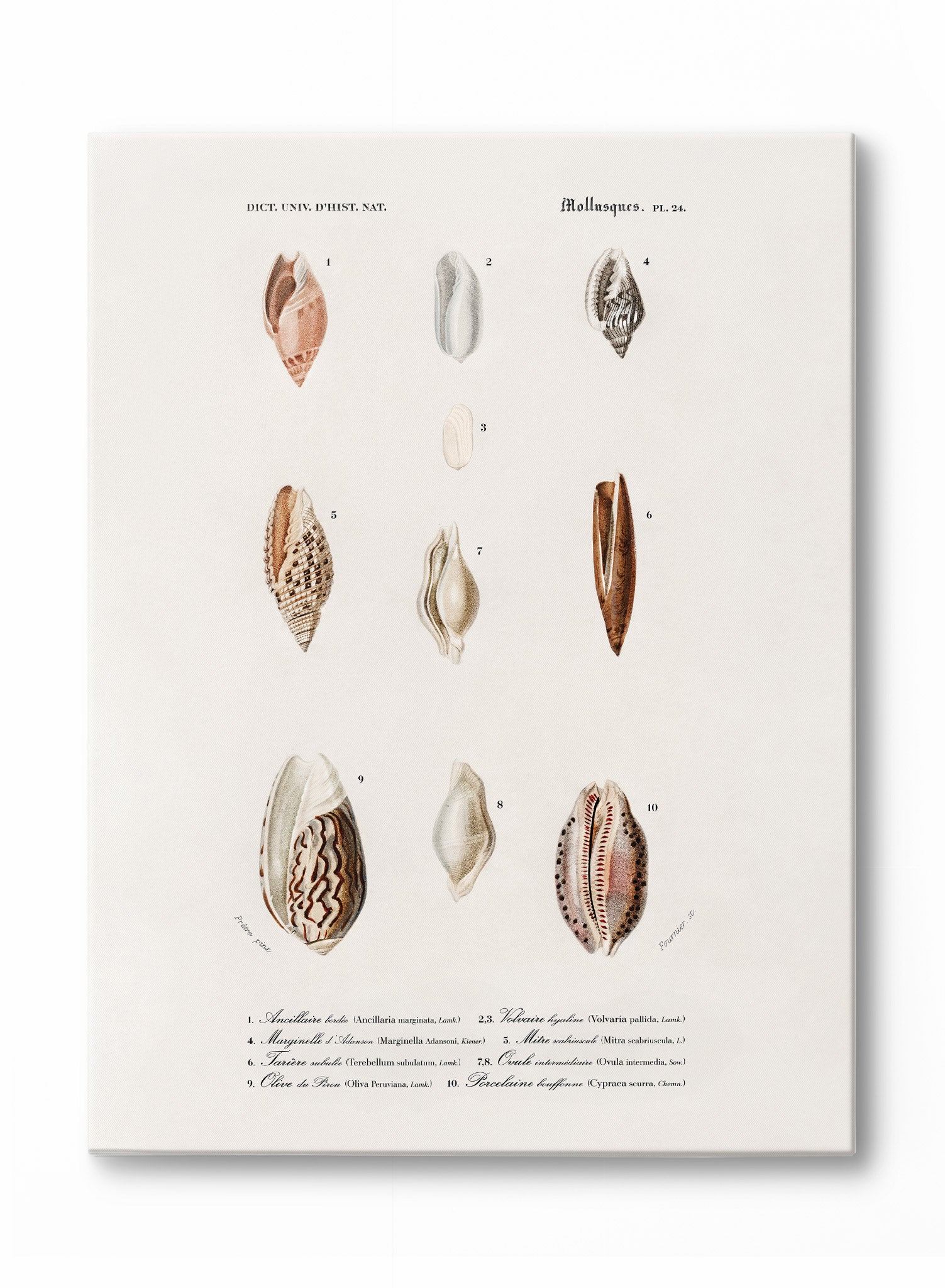 Nautical Jewelry & Wall Art - Perfect for Beach House Decor, Coastal Themed Rooms & Nautical Gifts