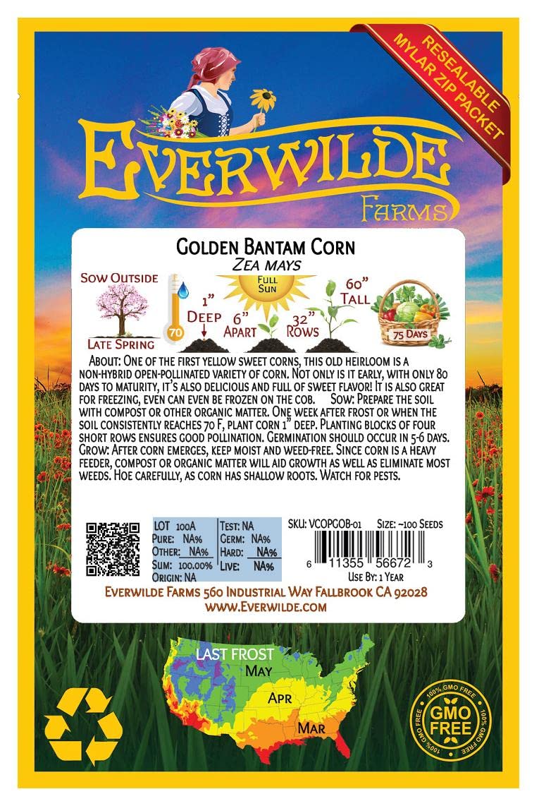 Everwilde Farms - 100 Golden Bantam Open Pollinated Corn Seeds - Non-GMO Heirloom Variety - Gold Vault Jumbo Seed Packet for Home Gardening & Sustainable Farming