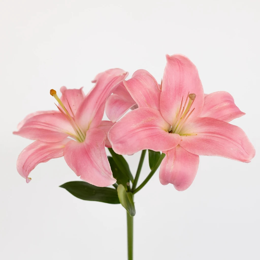 Antique Pink Hybrid Lily Bulbs - Fragrant Perennial Flowers for Garden, Bouquets & Wedding Decorations