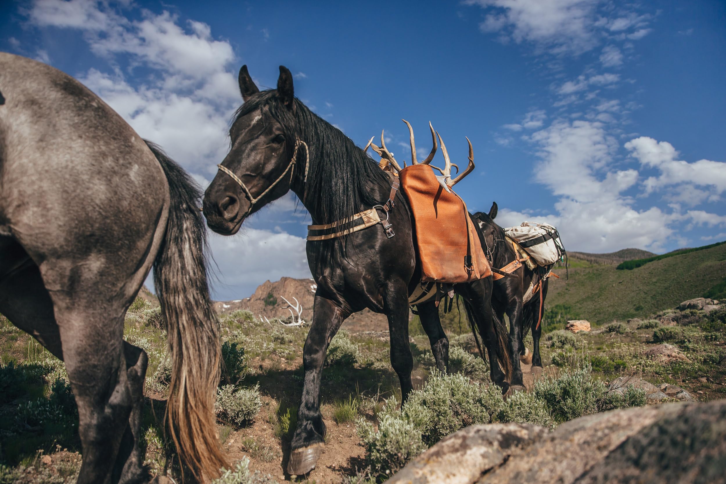 TrailMax Heavy Duty Iron Cloth Pack Bags for Horses & Mules - Durable Nylon Straps & Reinforcement - Perfect for Backpacking, Hunting & Outdoor Adventures (Pair)