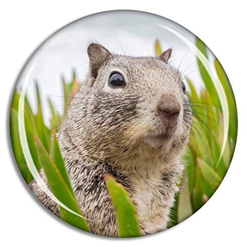 Surprised Squirrel