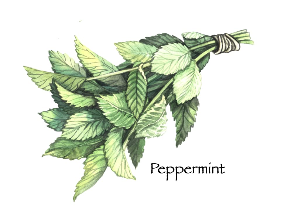 100% Natural Soy Wax Melts for Wax Warmers - Skin Safe, Travel Size Gold Tin Jar (2.6 oz) - Peppermint & Cocoa Scent - Perfect for Home, Office, Spa & Gifts