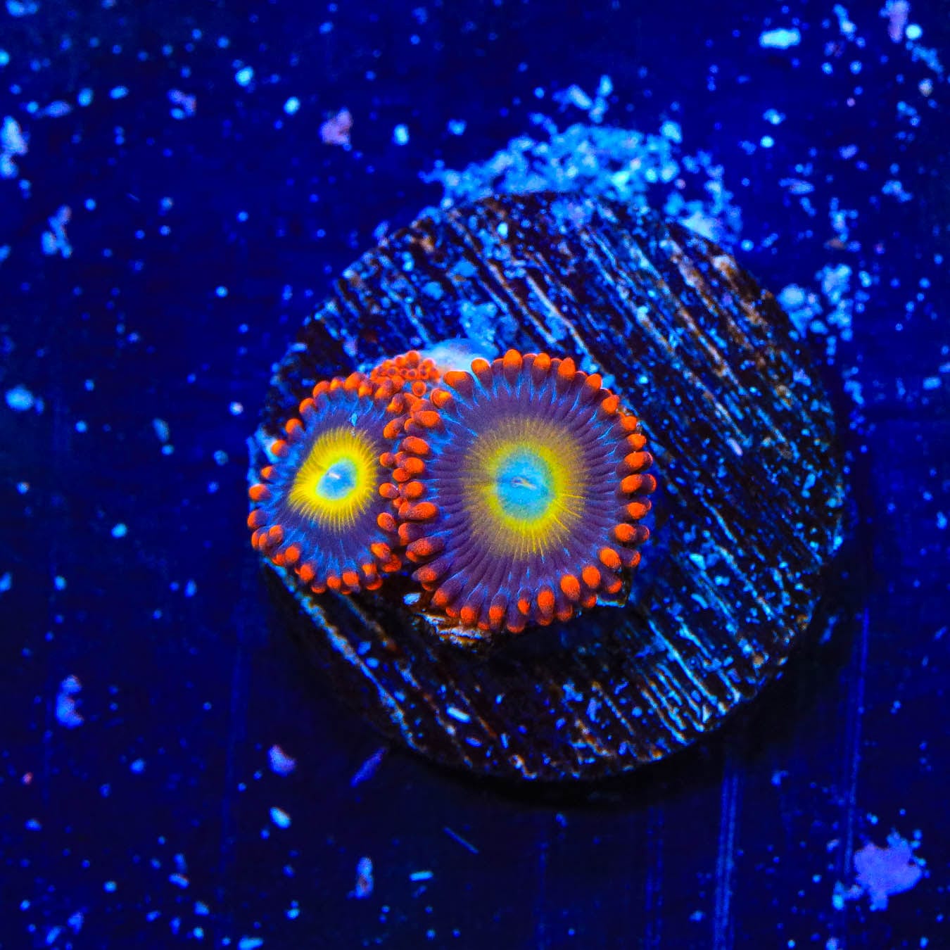 Vibrant Circus Freak Zoanthids Coral for Saltwater Aquariums | Easy to Care Live Coral for Reef Tanks & Marine Displays | Perfect for Home Aquascaping and Aquatic Decor