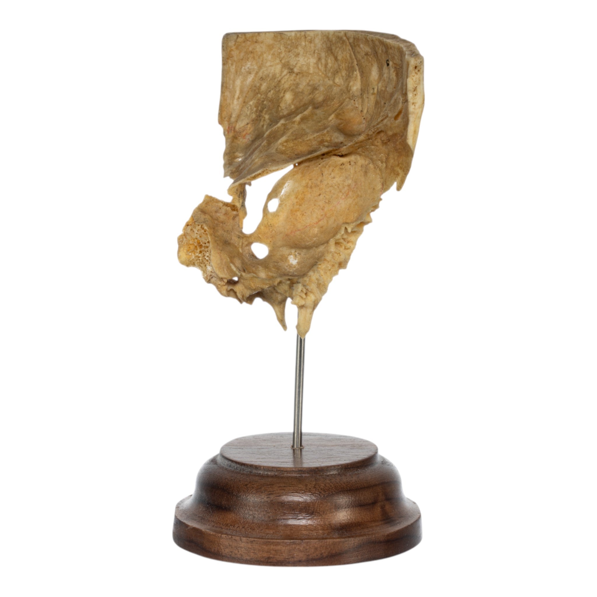 Real Human Partial Skull Replica with Display Stand - Anatomical Model for Medical Education, Halloween Decor, and Science Classroom Display