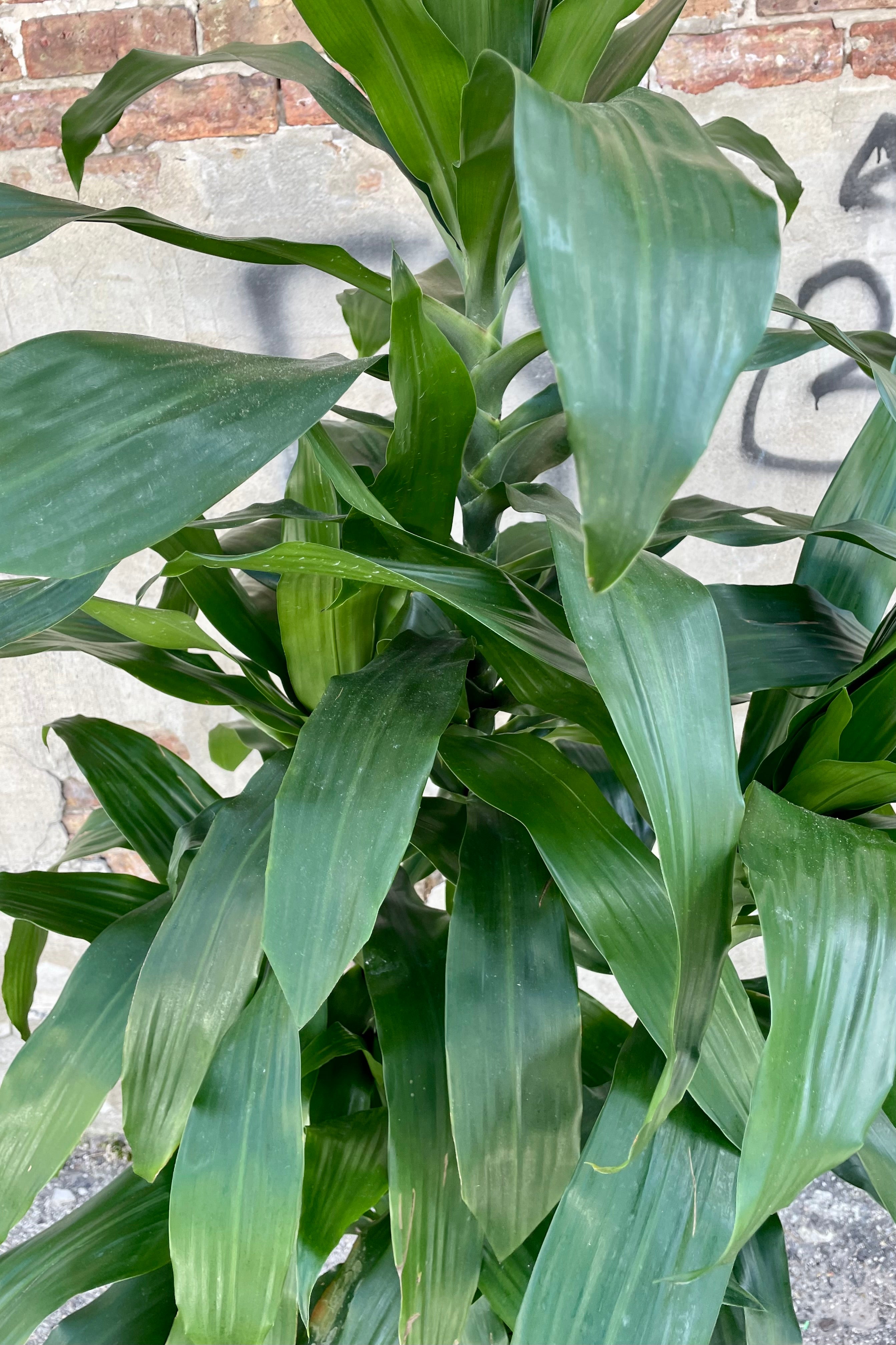 Dracaena 'Janet Craig' Indoor Plant - 3 Tips Air Purifying Houseplant for Home, Office & Living Room Decor | Low Light & Easy Care Houseplant