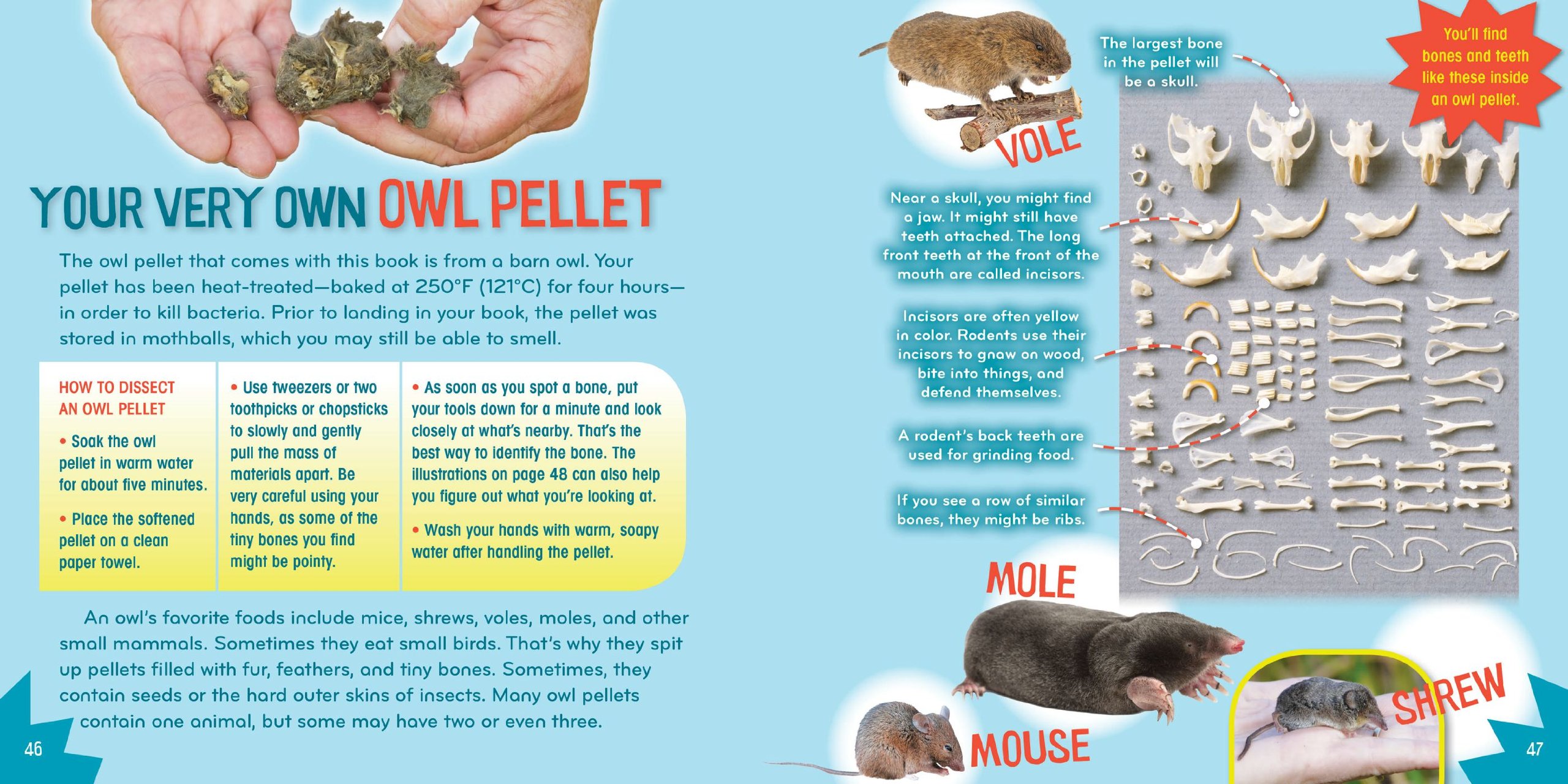Bird-acious (6) - Fun Science Book for Kids with Interactive Bird-Themed Activities | Perfect for Homeschooling & Classroom Learning