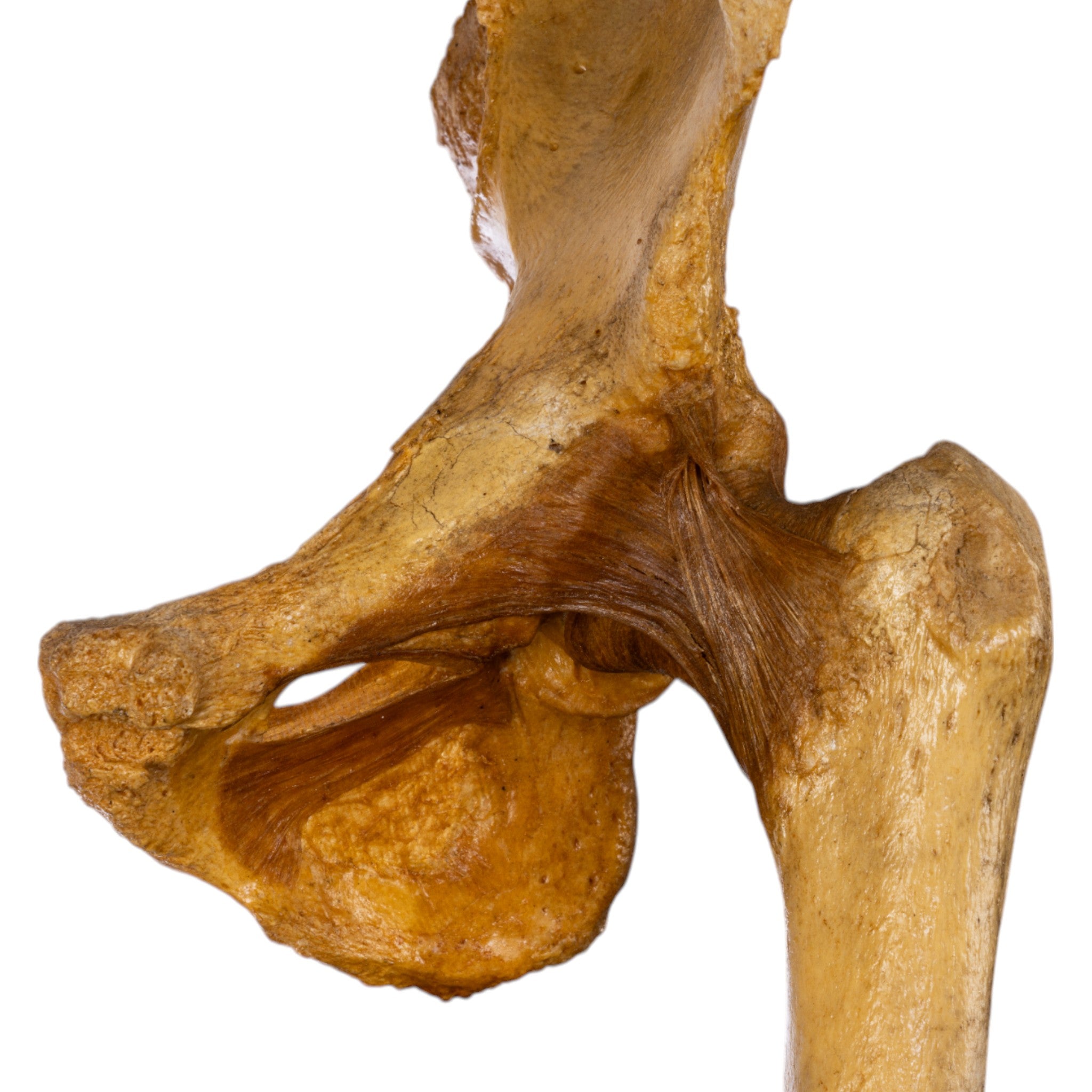 Authentic Human Left Hip Joint Anatomical Model on Display Stand - Ideal for Medical Education, Anatomy Study, and Surgical Training