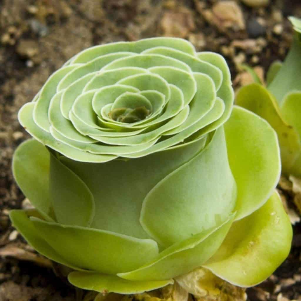 10pcs Greenovia Mountain Rose Succulent Plants - Rare Dichondra Succulents for Home Decor, Office Desk, and Garden Landscaping