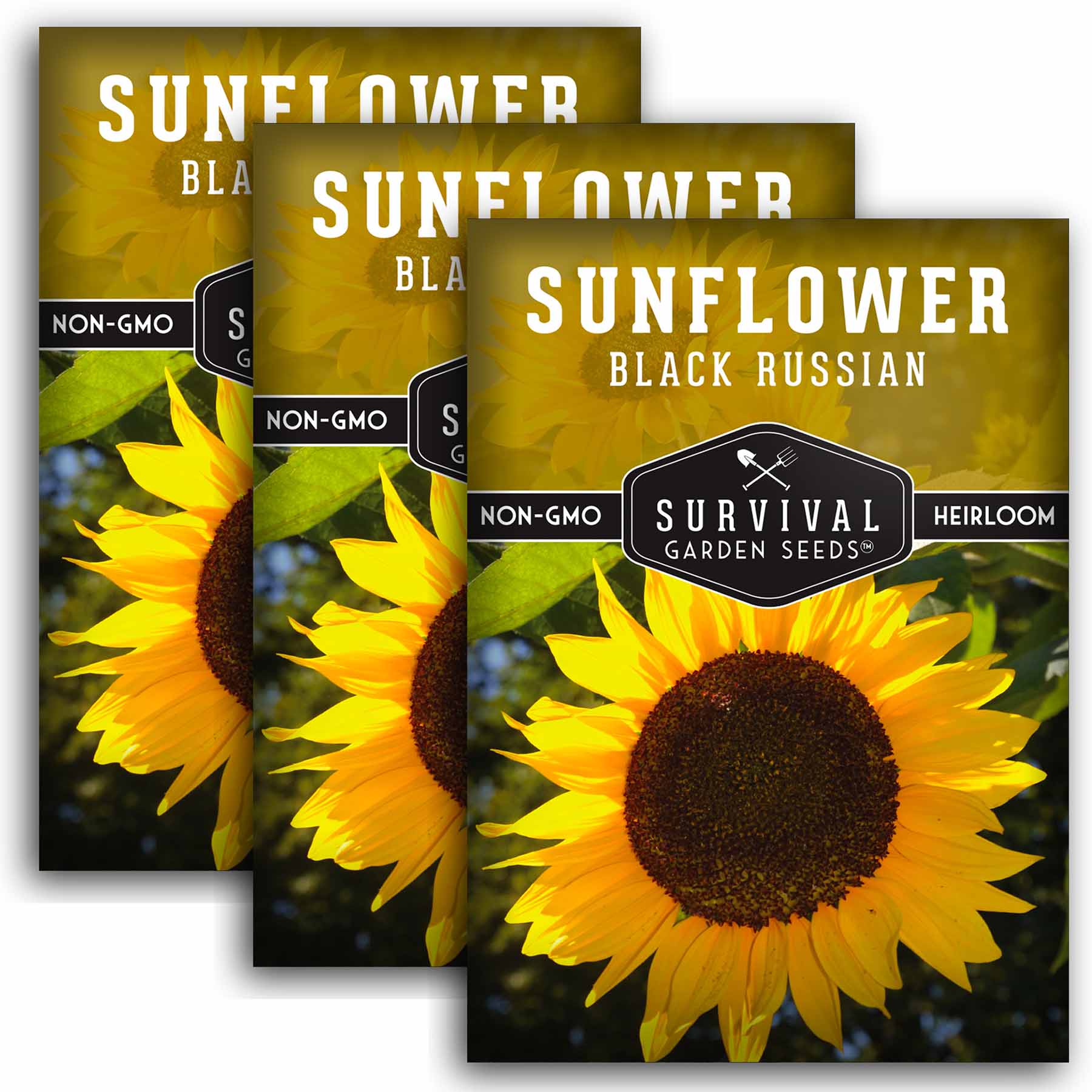 Premium Black Russian Sunflower Seeds for Planting - Non-GMO, High Yield, Fast Growing - Perfect for Home Garden, Landscaping & Bird Feed
