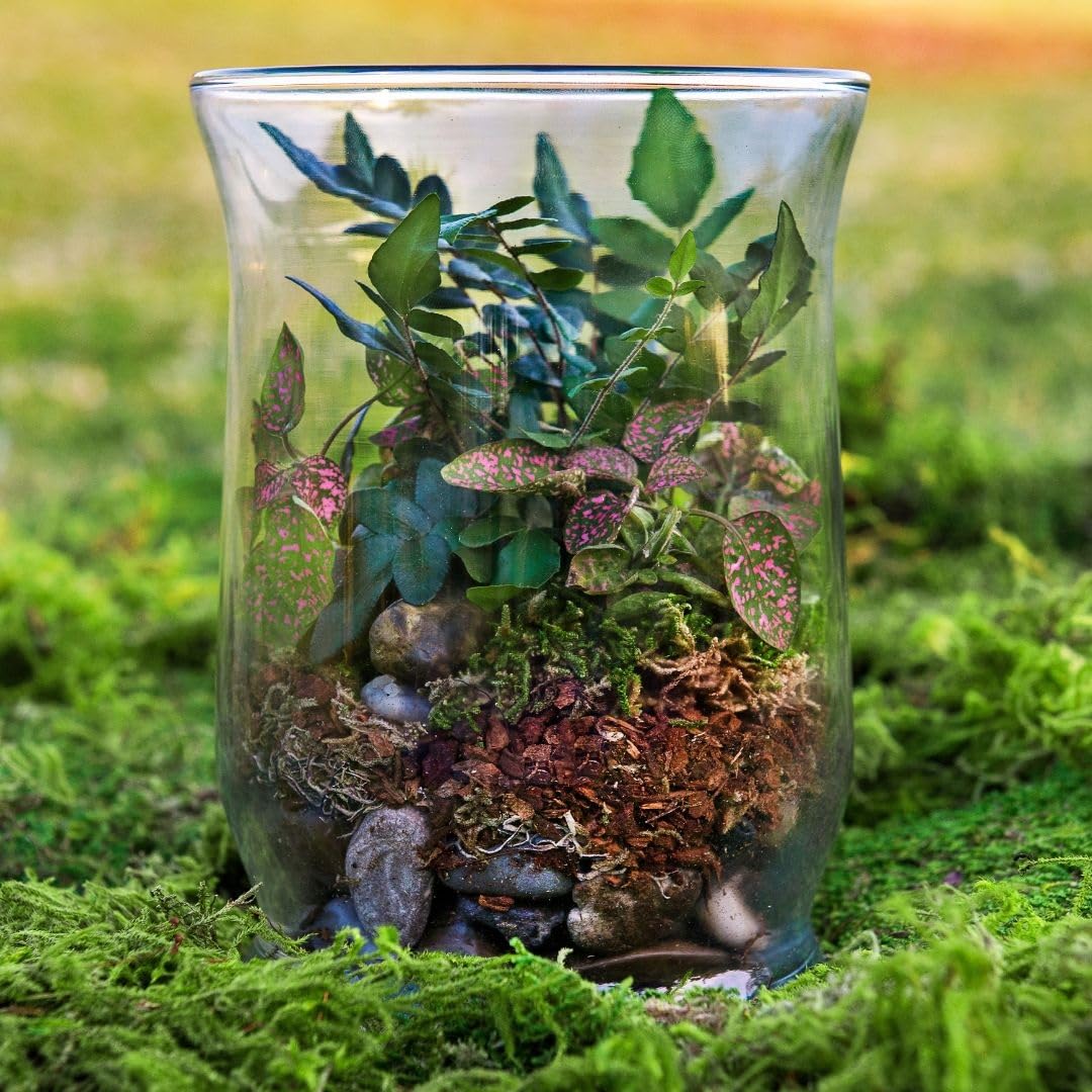 SuperMoss (90423) Premium Terrarium Kit - 4 oz Forest Moss for DIY Terrariums, Fairy Gardens & Indoor Plant Decor - Natural Decorative Moss for Home, Office & Creative Projects