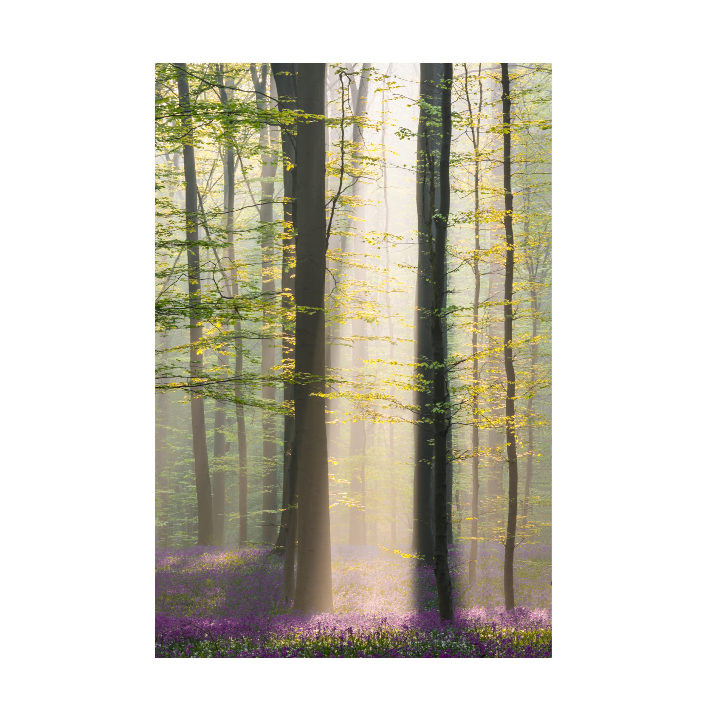 Denisa Vlaicu 'Misty Sunrise In Hallerbos' Canvas Wall Art Print - Stunning Nature Landscape Painting for Living Room, Bedroom & Office Decor