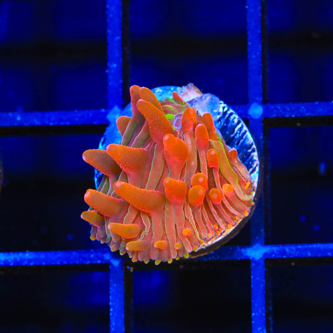 Flamingo Cheeto Diaseris Plate Coral - Vibrant Saltwater Aquarium Coral for Reef Tanks | Perfect for Marine Tank Decoration & Coral Propagation