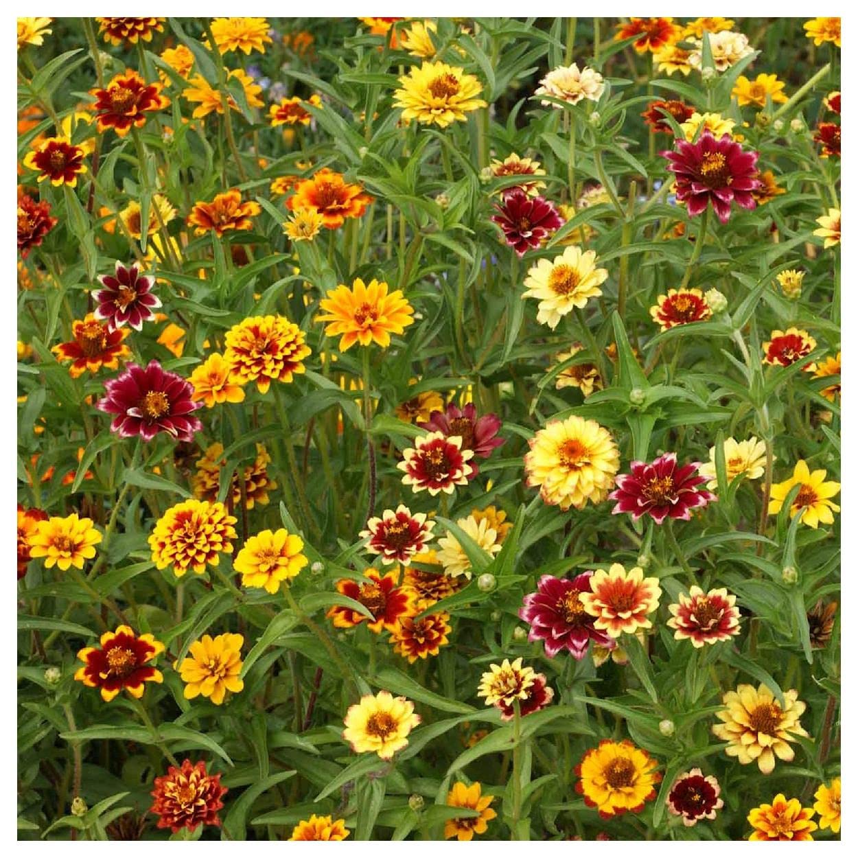500 Persian Carpet Zinnia Wildflower Seeds - Premium Gold Vault Jumbo Seed Packet for Home Gardening, Landscaping & Pollinator Gardens - Everwilde Farms Non-GMO Flower Seeds
