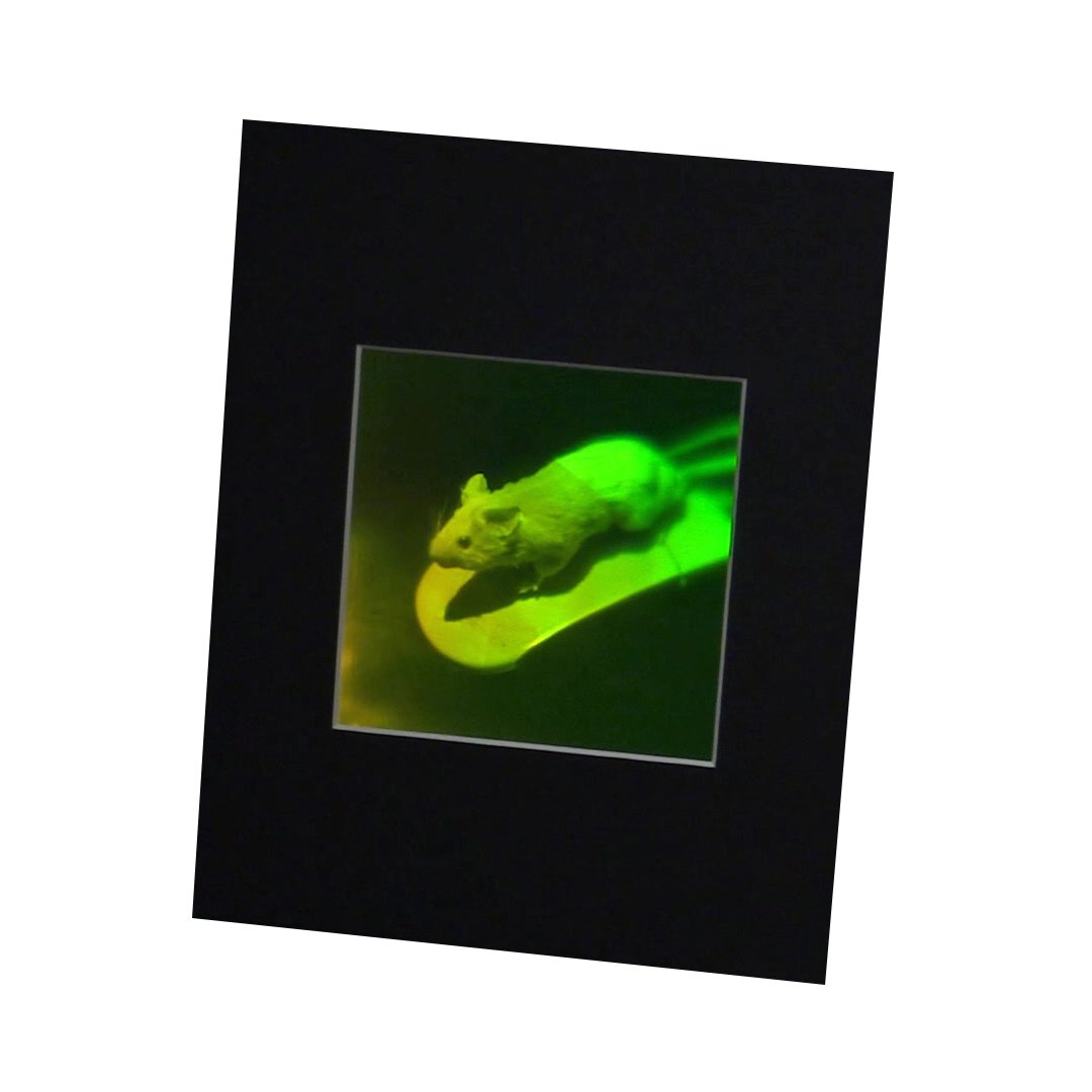 3D Holographic Mouse Multi-Channel Collectible Photopolymer Film - Perfect for Home Decor, Office Display & Gift Giving