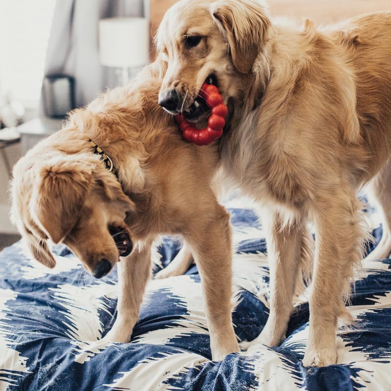 KONG Ring Medium/Large Dog Chew Toy (2-Pack) - Durable Rubber Chewing Toy for Aggressive Chewers, Interactive Play & Training