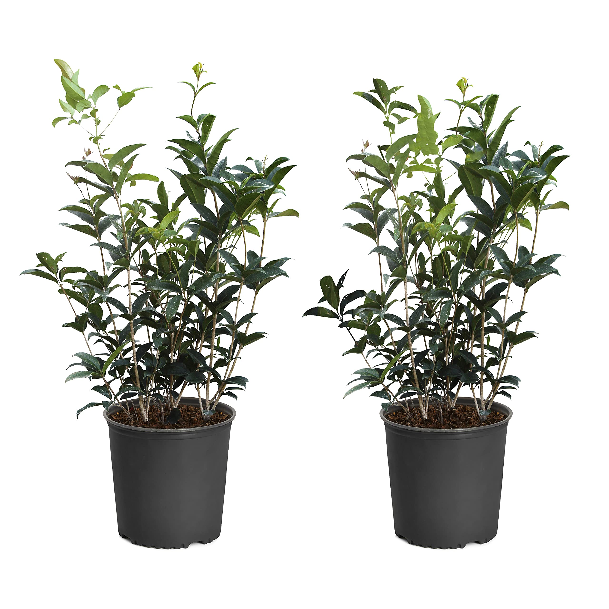 Fragrant Tea Olive Shrub (Osmanthus fragrans) - 2 Live Plants in 3 Gallon Pots for Garden, Landscaping & Outdoor Decor