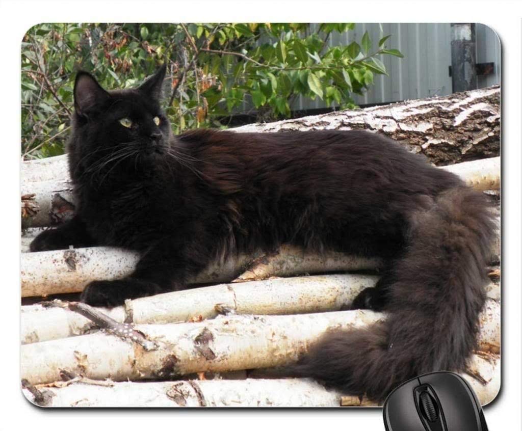 Premium Maine Coon Cat Mouse Pad - Non-Slip Gaming Mousepad with Cute Feline Design for Office & Home Computer Use - Perfect Gift for Cat Lovers