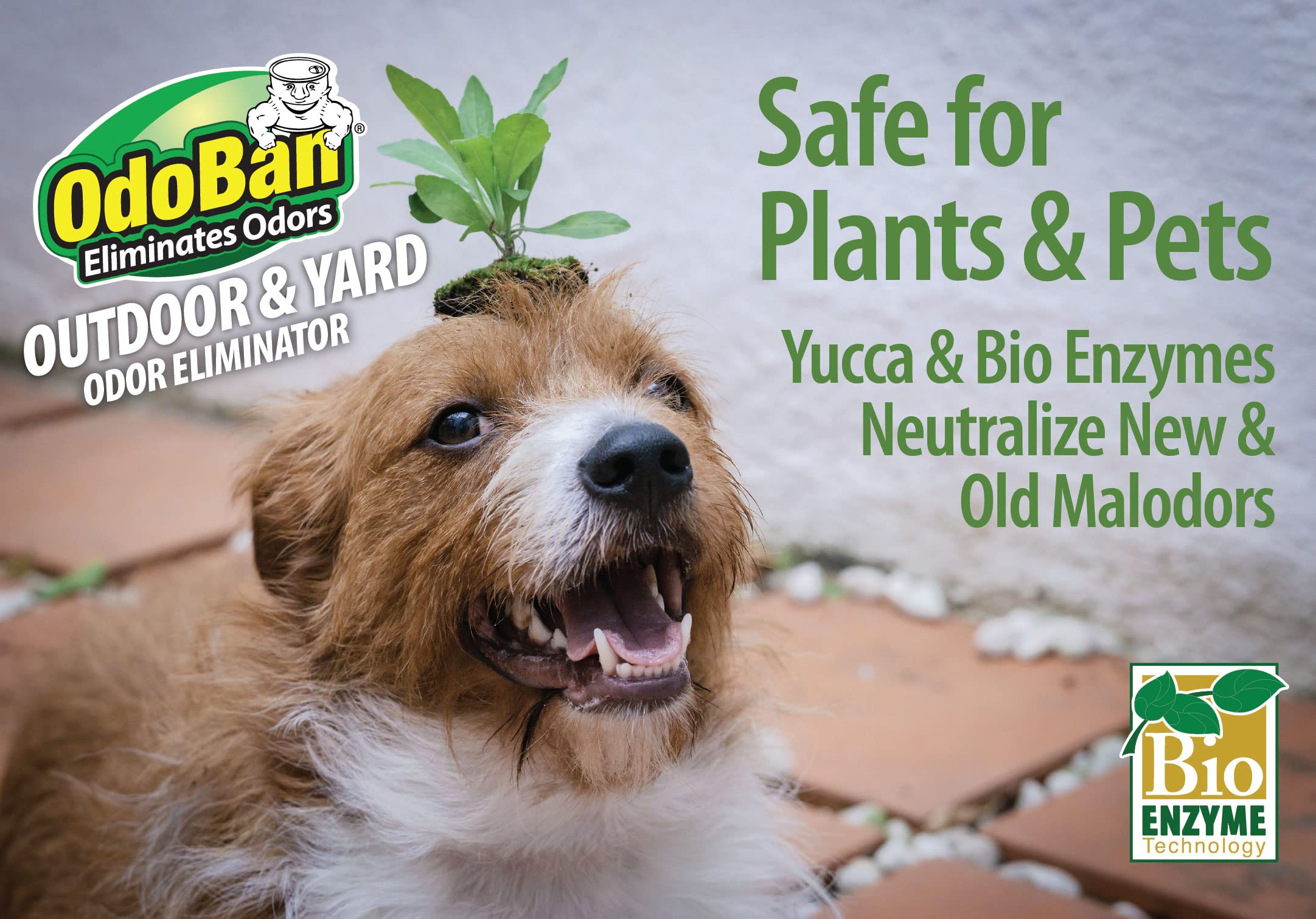 OdoBan Outdoor and Yard Odor Eliminator Spray - Plant-Safe Formula, 32oz (4-Pack) with Hose End Sprayer, Fresh Scent - Perfect for Patios, Gardens, and Pet Areas