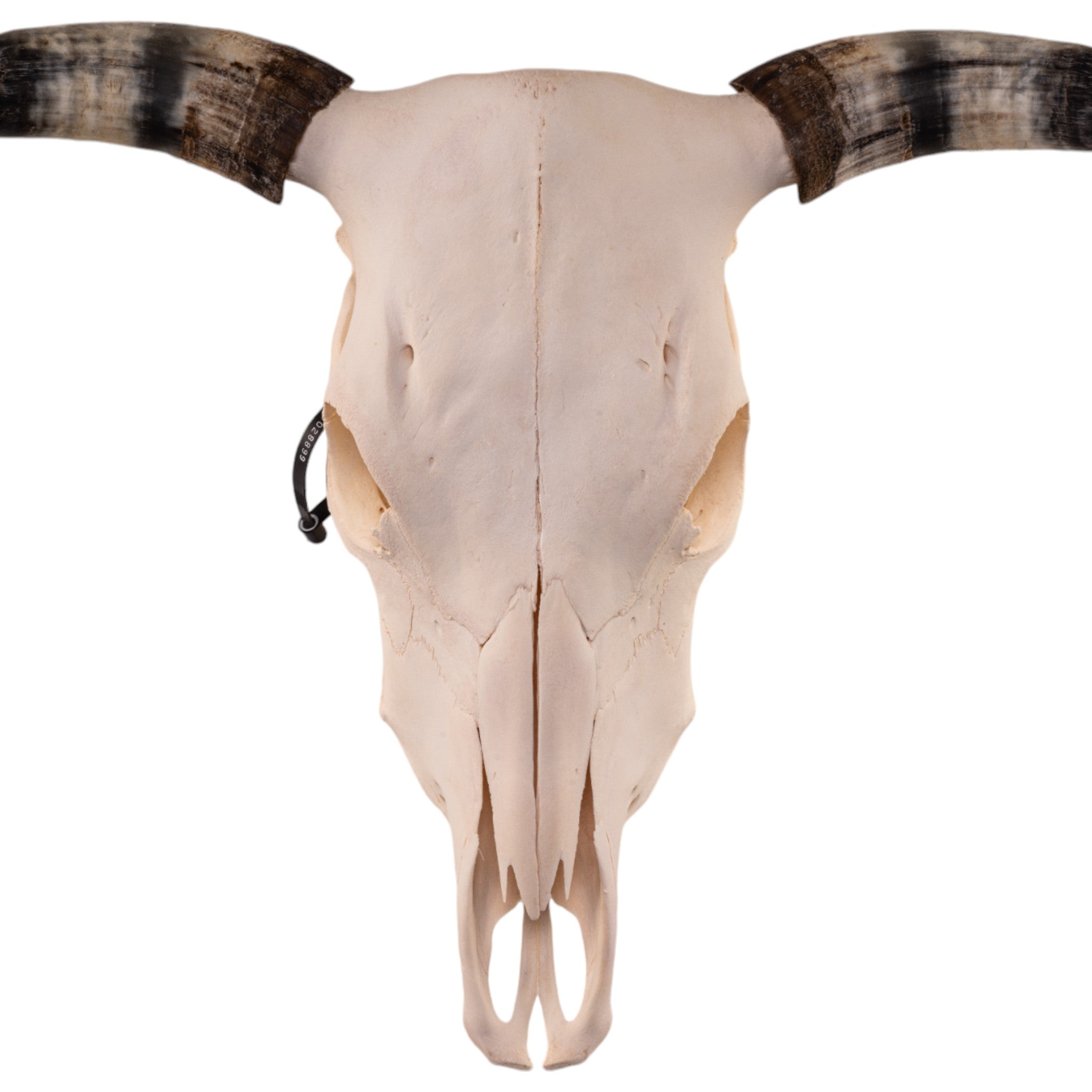 Authentic Texas Longhorn Skull Decor - Western Home Decor, Cowboy Bar, Ranch & Hunting Lodge Wall Art