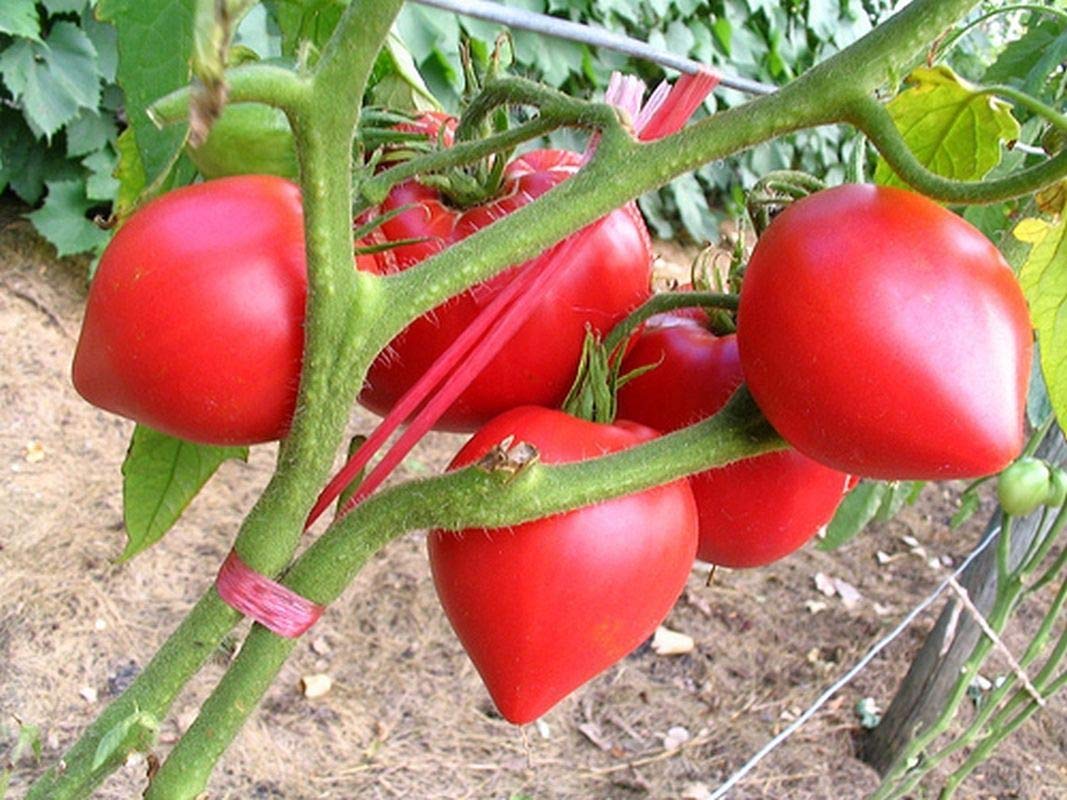 25 Pink Heart-Shaped Fruit Seeds - Delicious Superb Flavor for Home Garden, Valentine's Gift & Romantic Decor