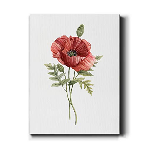 Scarlet Poppy