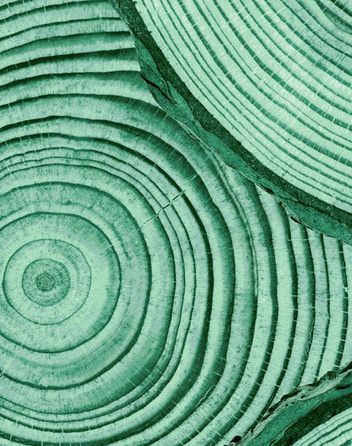 Nathan Turner Faux Bois Wallpaper - Hunter Green Peel & Stick Wallpaper for Bedroom, Living Room, and Home Office Decor