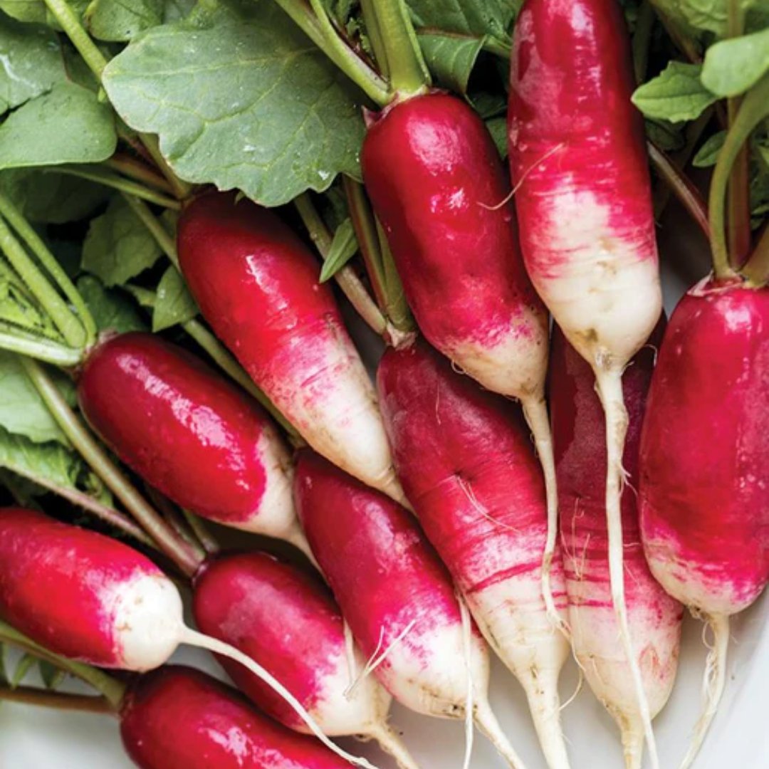 Organic French Breakfast Radish Seeds for Planting - Non-GMO, Heirloom Variety - Perfect for Home Gardens, Containers & Fresh Salads